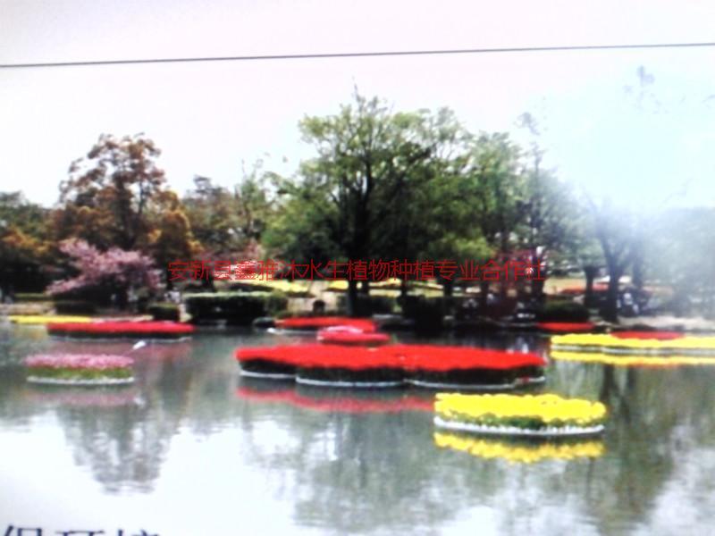 供應(yīng)長治浮島種植，睡蓮苗銷售，荷花種苗基地，浮島制作方法與技術(shù)管理