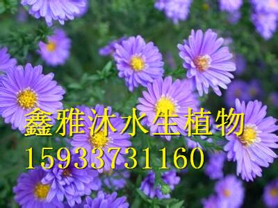 保定市常年销售草花种苗厂家