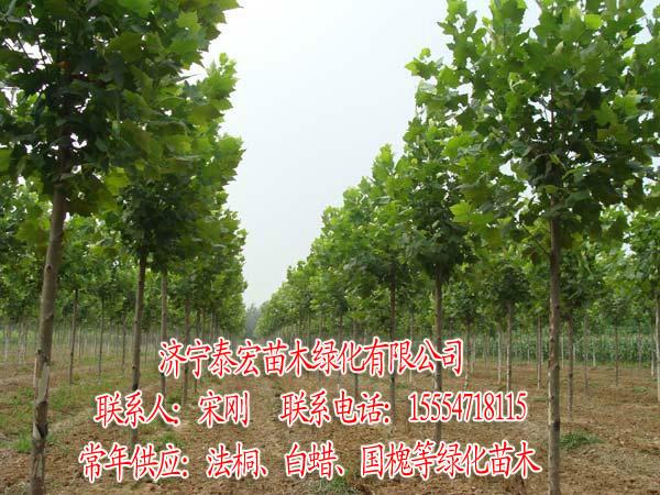 2公分法桐价格，山东菏泽4公分法桐价格