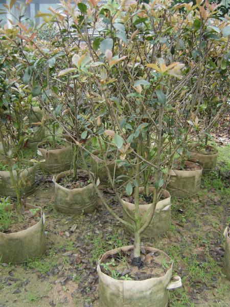 供應(yīng)6000棵一米冠幅紅葉石楠*苗南靖基地