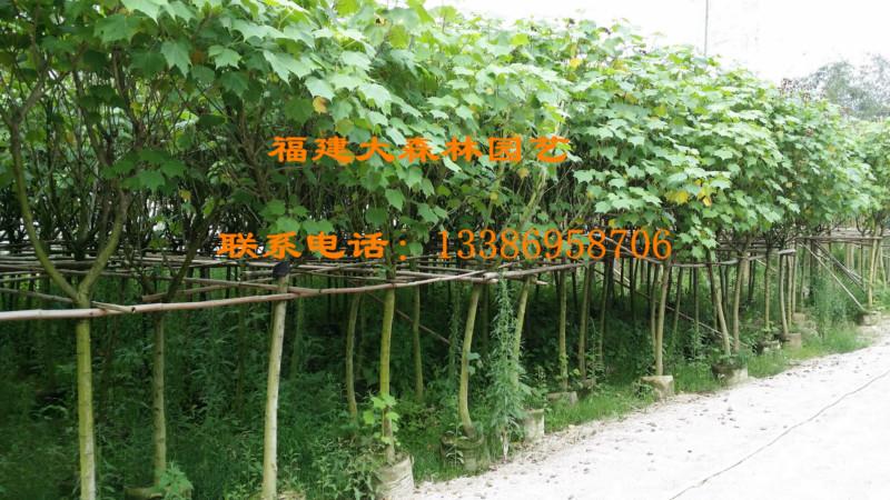 龍海木芙蓉袋裝苗9000棵圖片