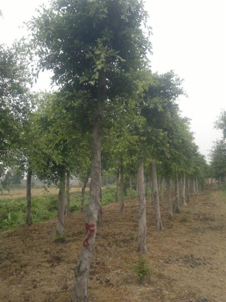 四川小葉榕3-4公分