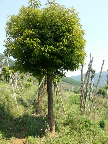 惠州12分香樟批發(fā)圖片/惠州12分香樟批發(fā)樣板圖 (4)
