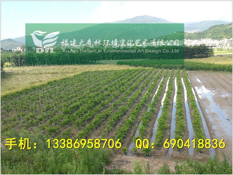 供應(yīng)100公分高垂葉榕杯苗*樹型清場價漳州垂葉榕基地