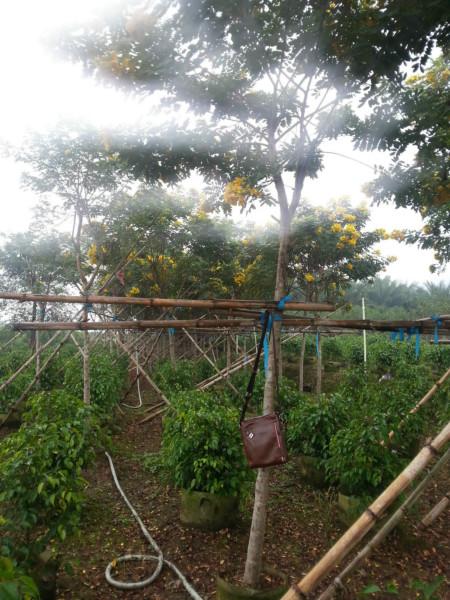 供應(yīng)全冠黃花槐6公分袋裝苗800棵*低價*供應(yīng)商漳州