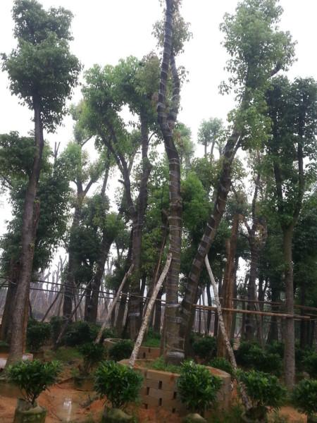 惠州12分香樟批發(fā)圖片/惠州12分香樟批發(fā)樣板圖 (2)