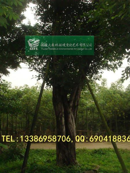 供應2015年玉溪*小葉榕報價30分40分50分榕樹