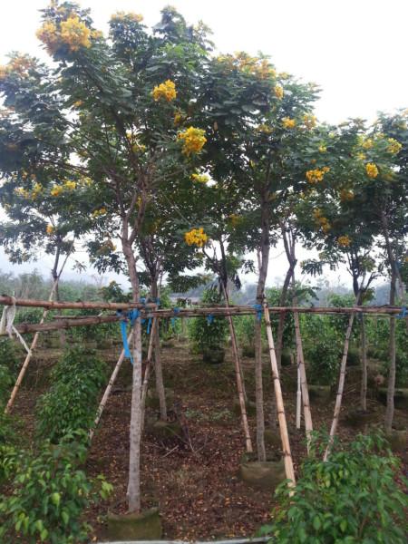 供應(yīng)*漳州黃花槐5公分地苗批發(fā)價馬口*苗木供應(yīng)商