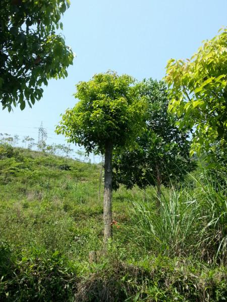 供應(yīng)東山大冠袋裝香樟苗8分10分12分18分20分25分全冠