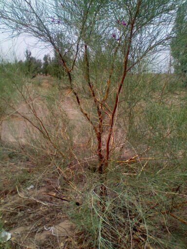 梭梭圖片/梭梭樣板圖 (3)