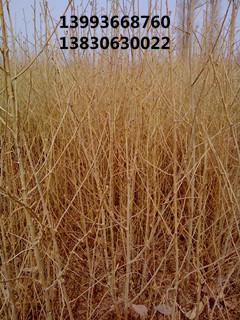 沙棗樹(shù)苗報(bào)價(jià)圖片