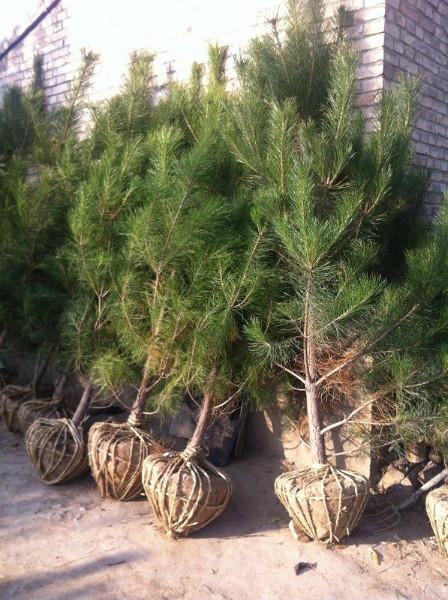 供應(yīng)甘肅油松基地綠王苗木