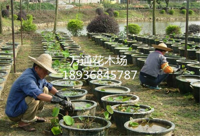 荷花种藕荷花苗水生植物夏季花卉图片