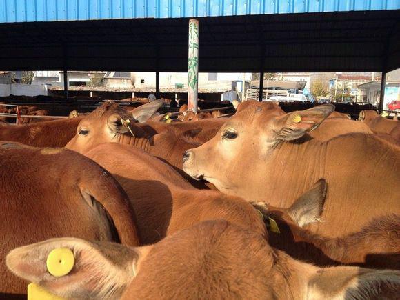 供应黑龙江肉牛养殖场，肉牛报价  肉牛养殖  肉牛价格