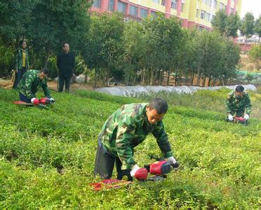 石家莊廠家供應(yīng)園林養(yǎng)護(hù)綠籬機(jī)灌木修剪機(jī) 綠籬修剪機(jī)