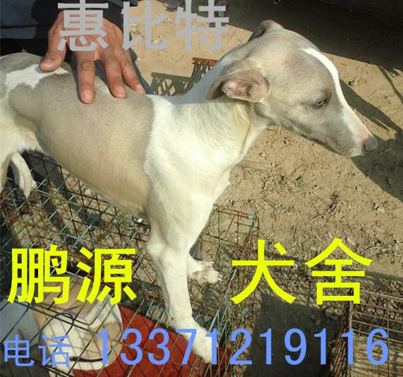 供應(yīng)細(xì)狗 細(xì)狗仔