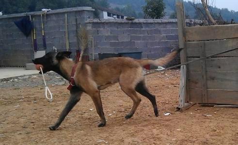 马犬价格 哪里有卖马犬的马犬行情