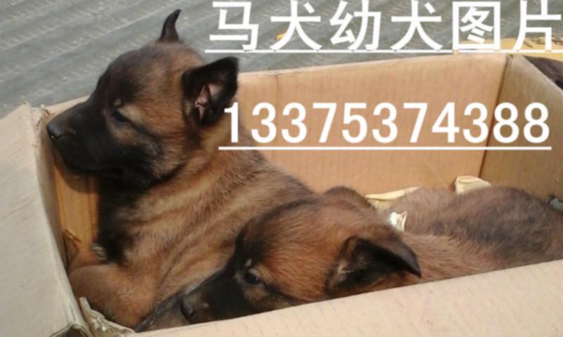 供應(yīng)馬犬*青犬成年馬犬成年*青犬