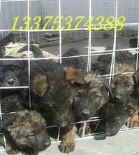 肉狗圖片/肉狗樣板圖 (4)