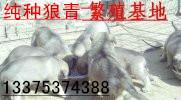 供應(yīng)張家口哪里有賣*青的純種*青價(jià)格