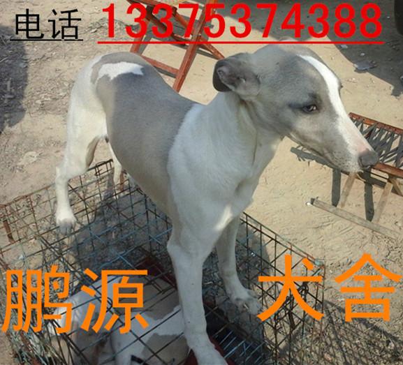 供應(yīng)細(xì)狗 細(xì)狗仔