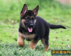 供應(yīng)牧羊犬