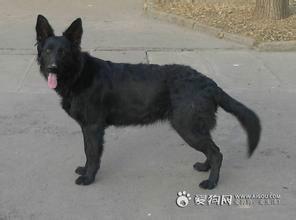 比利時(shí)牧羊犬河北滄州哪里有賣的圖片