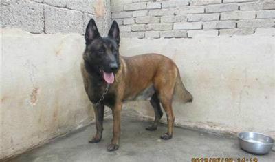 供應(yīng)馬犬有訓(xùn)好的馬犬嗎l馬犬多少錢(qián)l馬