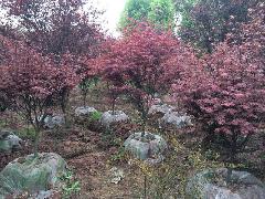 供應(yīng)四川日本紅楓