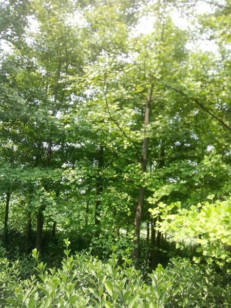 供應(yīng)日香桂苗木價(jià)格，日香桂苗木批發(fā)，日香桂苗木報(bào)價(jià)