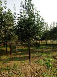 供應(yīng)高桿桂花高桿八月桂批發(fā)桂花基地