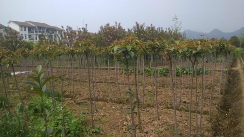 供應(yīng)四川高桿櫻花花期展示成都晚櫻基地成都高桿櫻花四川櫻花 成都櫻花 四川晚櫻 成都高桿櫻花