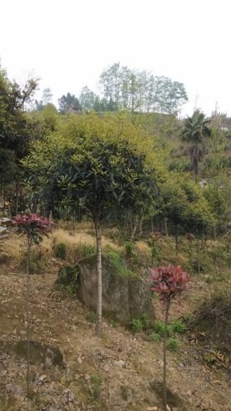 四川圖片/四川樣板圖 (2)