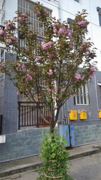 供應(yīng)成都櫻花櫻花節(jié)