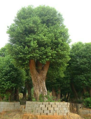 供应漳州香樟树供应商，重庆香樟基地，重庆香樟树供应商，重庆香樟树图片