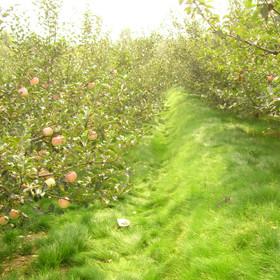 供應(yīng)鼠茅草幫你省去割草蓋草之累