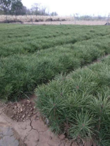 供應(yīng)優(yōu)質(zhì)白皮松小苗