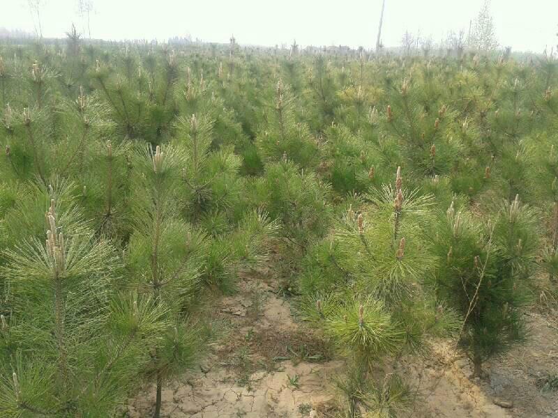 供應(yīng)華山松/白皮松苗/油松苗