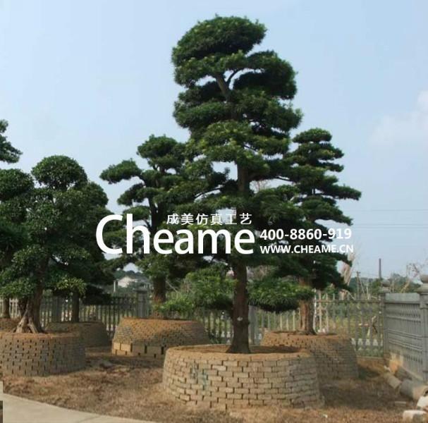 成美仿真松樹圖片