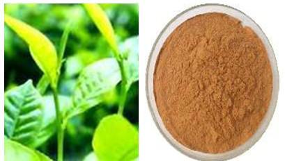 供應(yīng)綠茶提取物 抗衰老、抗輻射、 *、*作用