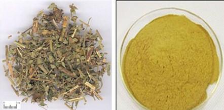 供應(yīng)仙鶴草提取物收斂止血、解毒