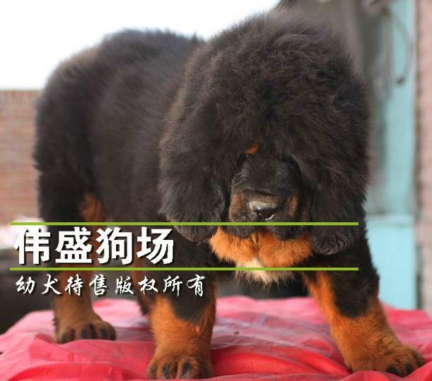 惠州想买藏獒犬惠州哪里有卖藏獒图片