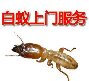 供應(yīng)廣州天河新建改擴(kuò)建裝修飾房屋殺蟲(chóng)建筑滅鼠預(yù)防滅白蟻滅蟑螂除四害
