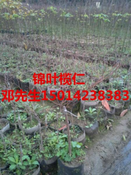 供應(yīng)大葉冬袋苗梅葉冬青，梅葉冬青種苗價(jià)錢，大葉榕樹苗批發(fā)報(bào)價(jià)，造林苗