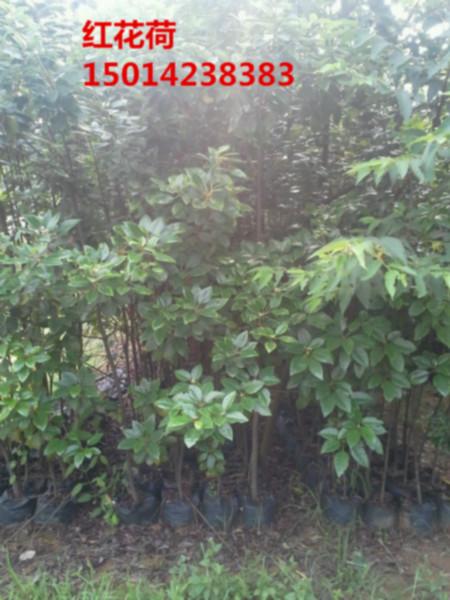 供應南方30公分高造林苗紅花荷種苗，紅花荷小苗價錢，黎蒴種苗清貨報價