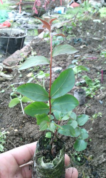 供應(yīng)13737706567紅火箭紫薇