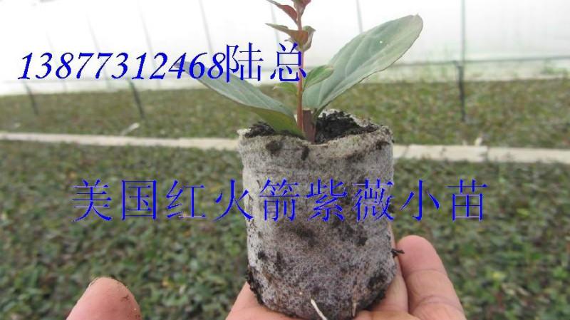 綠化小苗紅火球紫薇小苗，紅火球紫薇小苗價格，紅火球紫薇特性