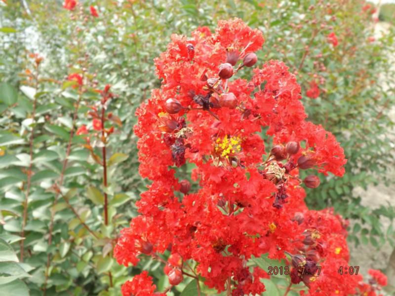 桂林紫薇苗木基地百日紅紫薇圖片