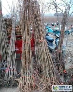 供應(yīng)批發(fā)優(yōu)質(zhì)杏樹苗/優(yōu)質(zhì)杏樹苗批發(fā)/優(yōu)質(zhì)杏樹苗批發(fā)價格/杏樹苗供應(yīng)商