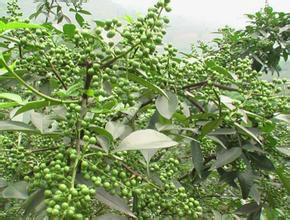 苗種植圖片/苗種植樣板圖 (2)